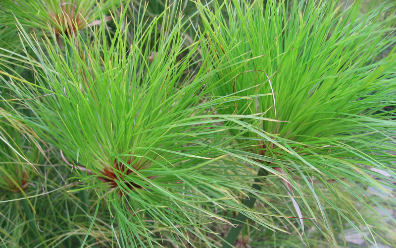 Cyperus Papyrus