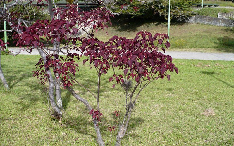 Euphorbia Caracasana
