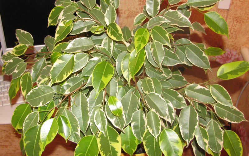 Ficus Benjamina Compacta