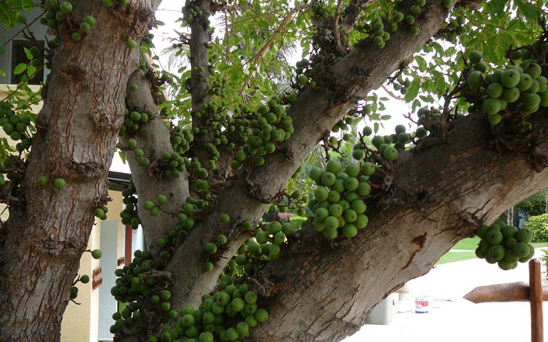 Ficus Infectoria