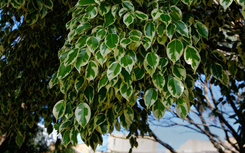 Ficus Nuda Variegated