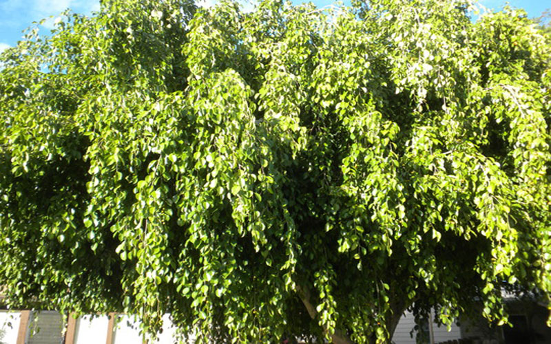 Ficus Nuda