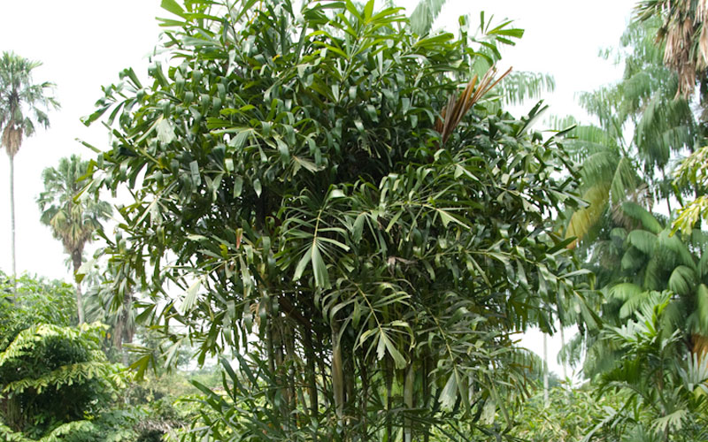 Granophyllum Macrocarpum