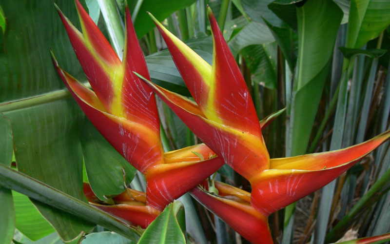 Heliconia Bihai Lobster Claw One