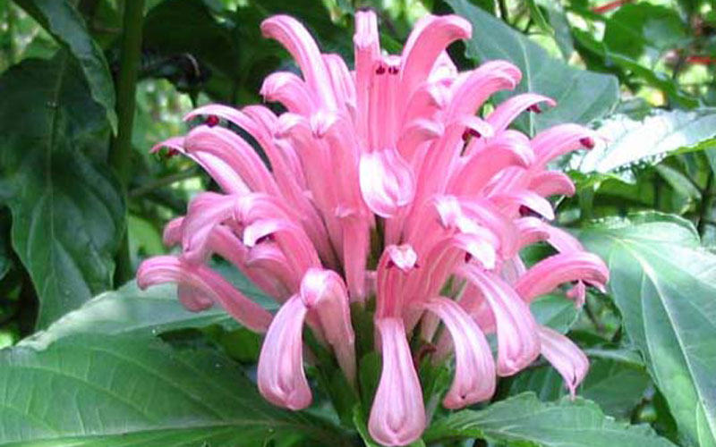 Jacobina Species Pink