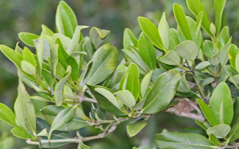 Mangrove Spp