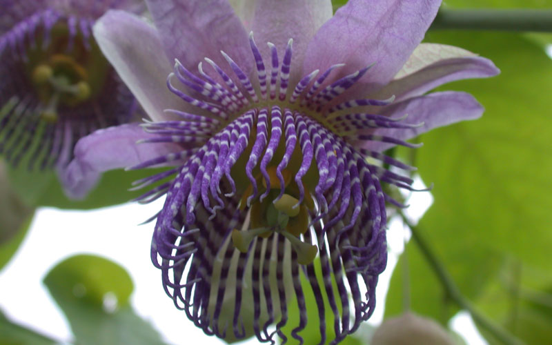 Passiflora Seemannii