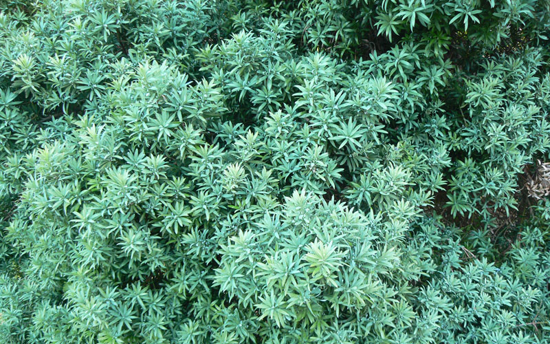 Podocarpus elongata