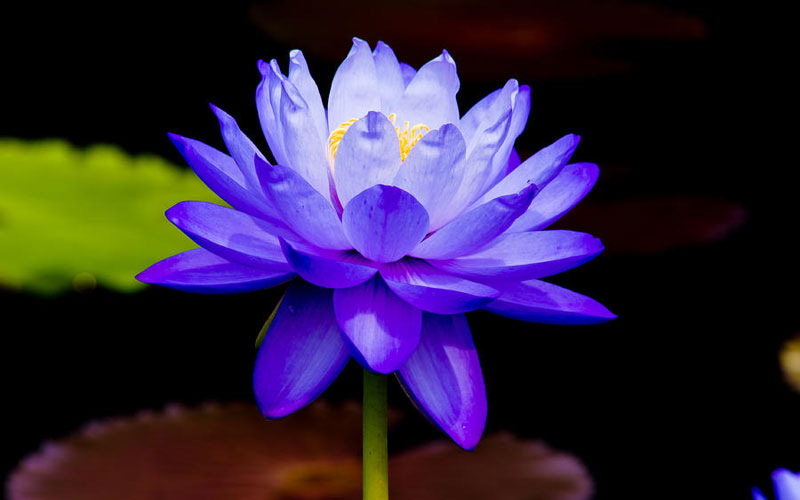 Nymphaea Varieties (Water Lilly) Blue