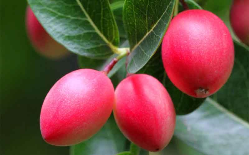 Karonda Fruit
