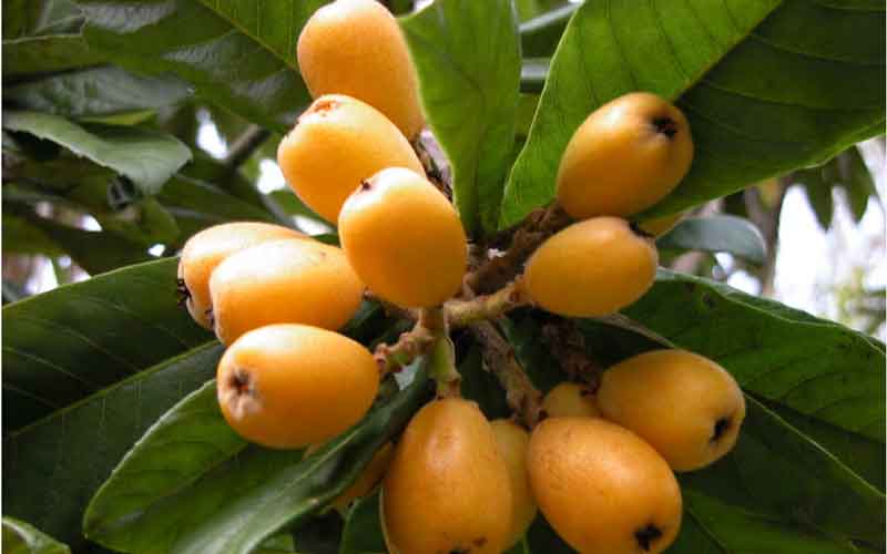 Loquat Fruit