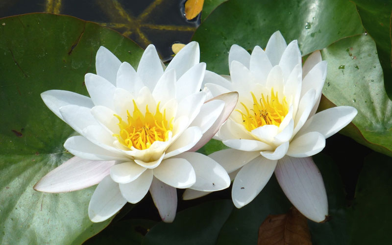 Nymphaea Varieties (Water Lilly) White