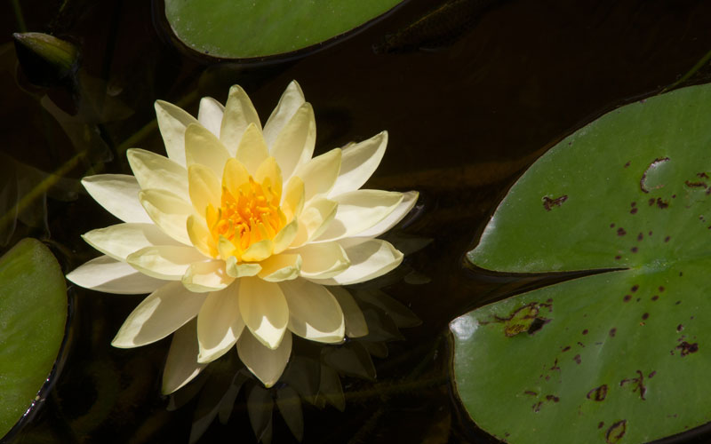 Nymphaea Varieties (Water Lilly) Yellow